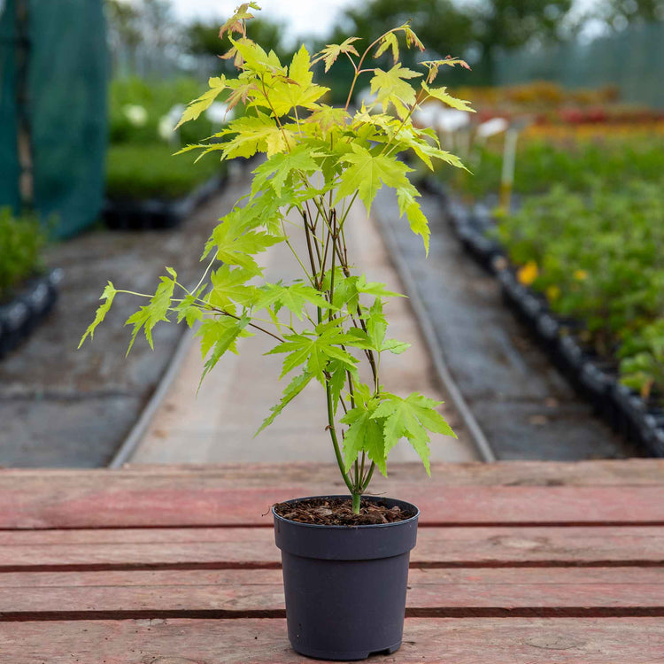 Acer palmatum 'Orange Dream'
