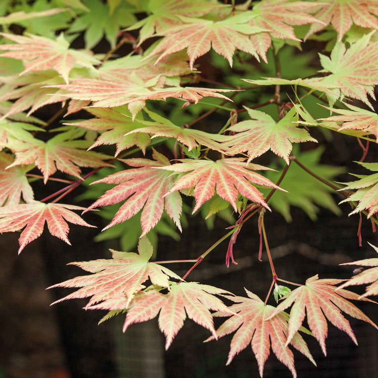 Acer palmatum 'Orange Dream'