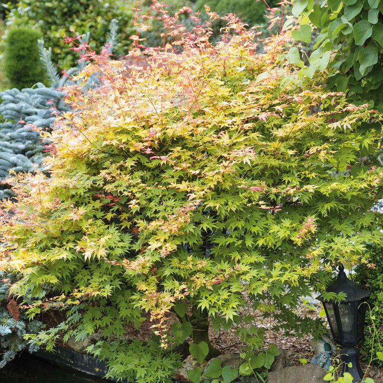 Acer palmatum 'Orange Dream'