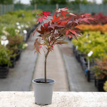 Acer palmatum 'Atropurpureum'