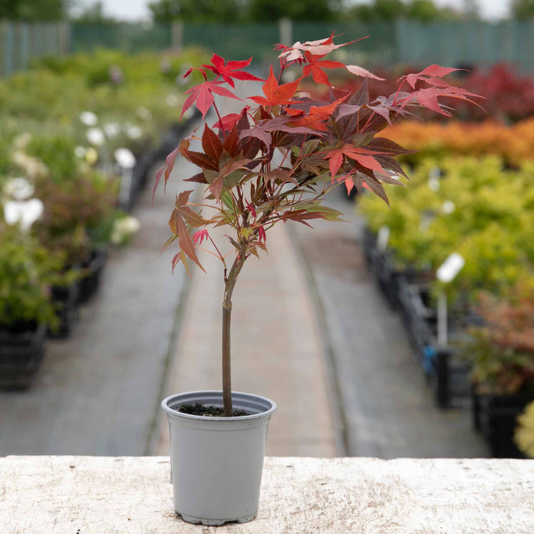Acer palmatum 'Atropurpureum'