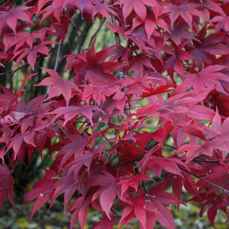 Acer palmatum 'Atropurpureum'