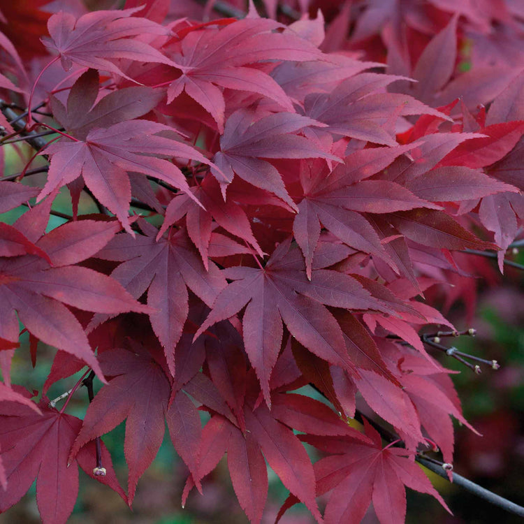 Acer palmatum 'Atropurpureum'