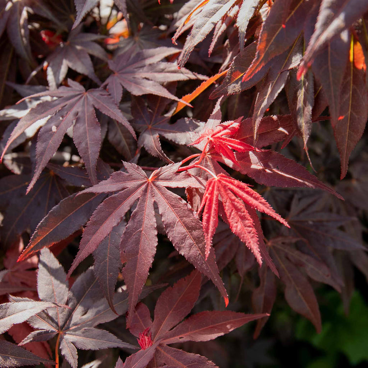 Acer palmatum 'Atropurpureum'