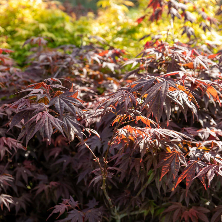 Acer palmatum 'Atropurpureum'