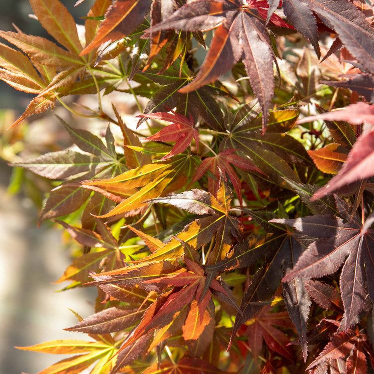 Acer palmatum 'Atropurpureum'