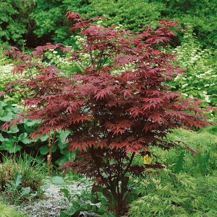 Acer palmatum 'Atropurpureum'