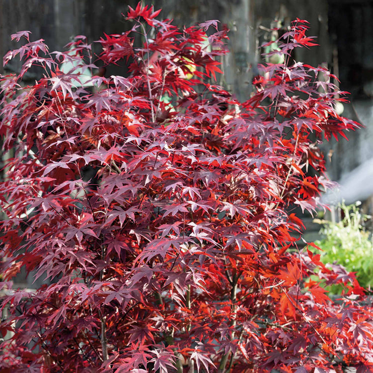 Acer palmatum 'Atropurpureum'
