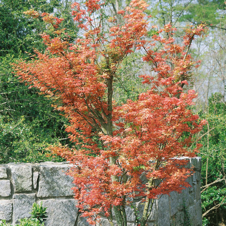 Acer palmatum 'Butterfly'