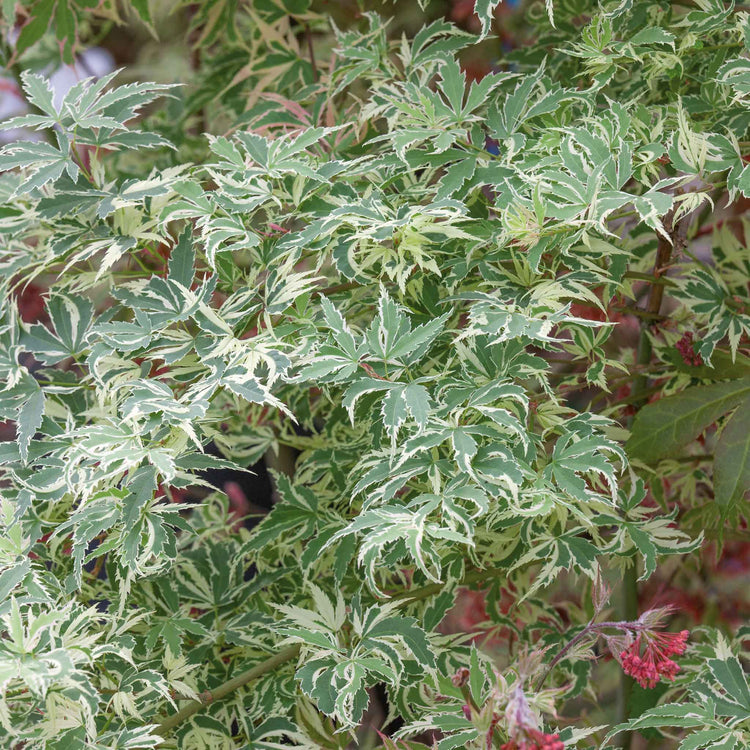 Acer palmatum 'Butterfly'