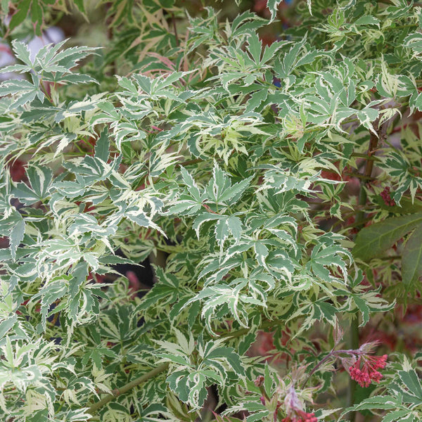 Acer palmatum 'Butterfly'