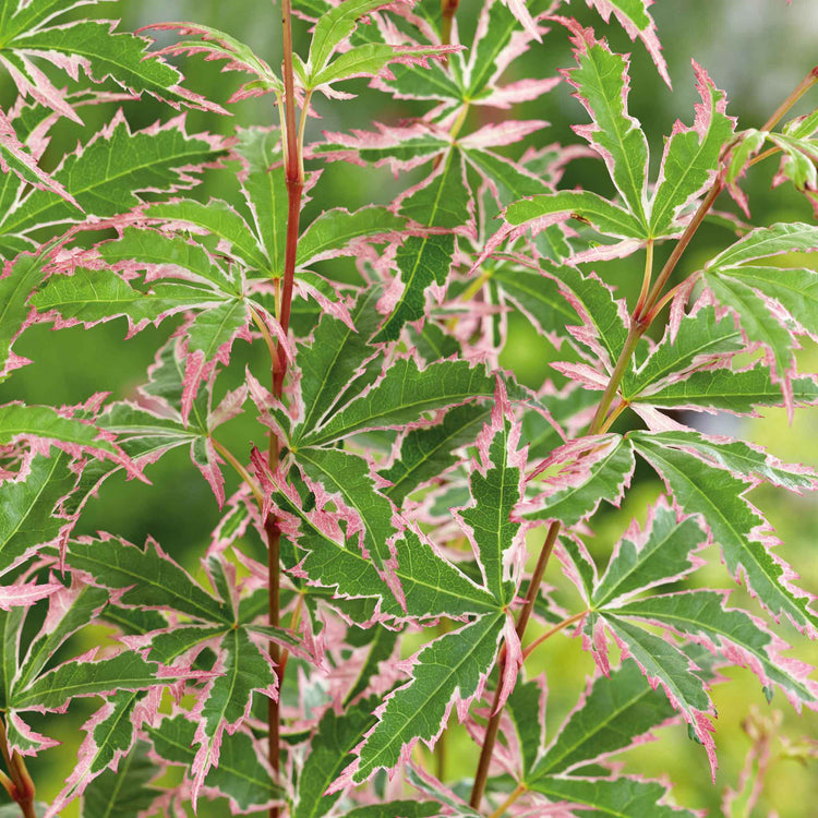 Acer palmatum 'Butterfly'