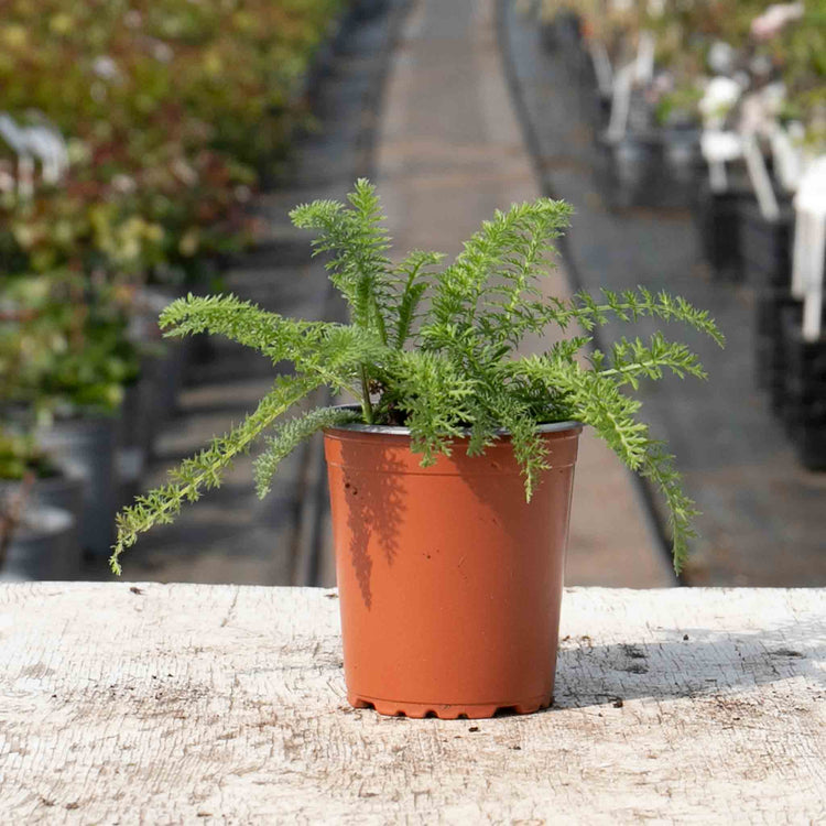plant achillea in pots Achillea Plant 'Terracotta'