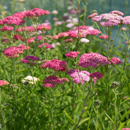Achillea Plant 'Summer Berries Mixed'