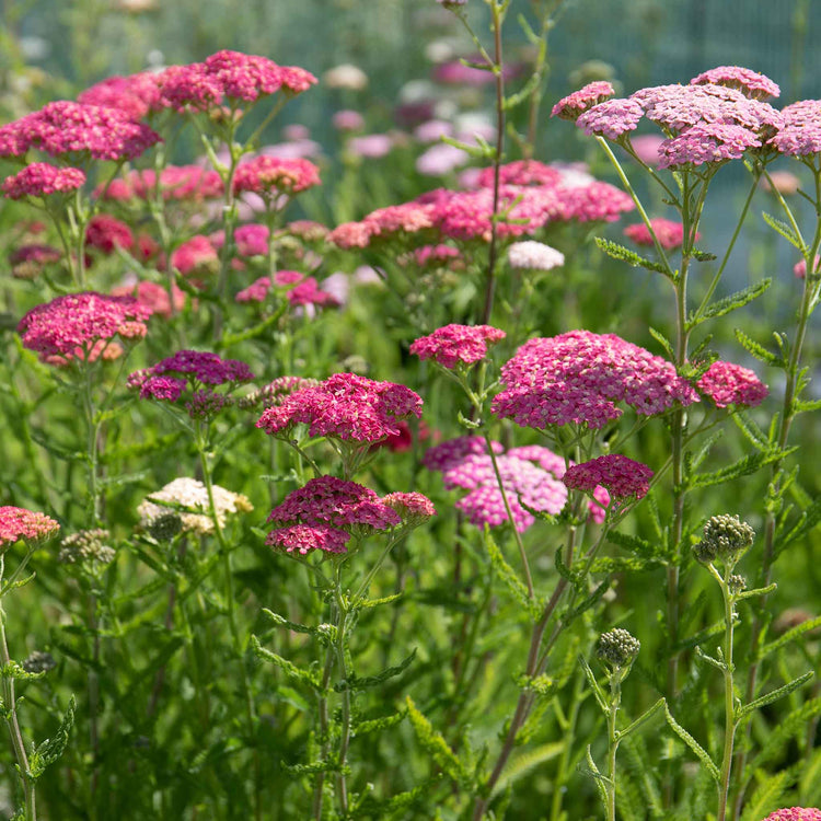 Achillea Plant 'Summer Berries Mixed'
