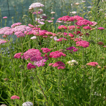Achillea Plant 'Summer Berries Mixed'