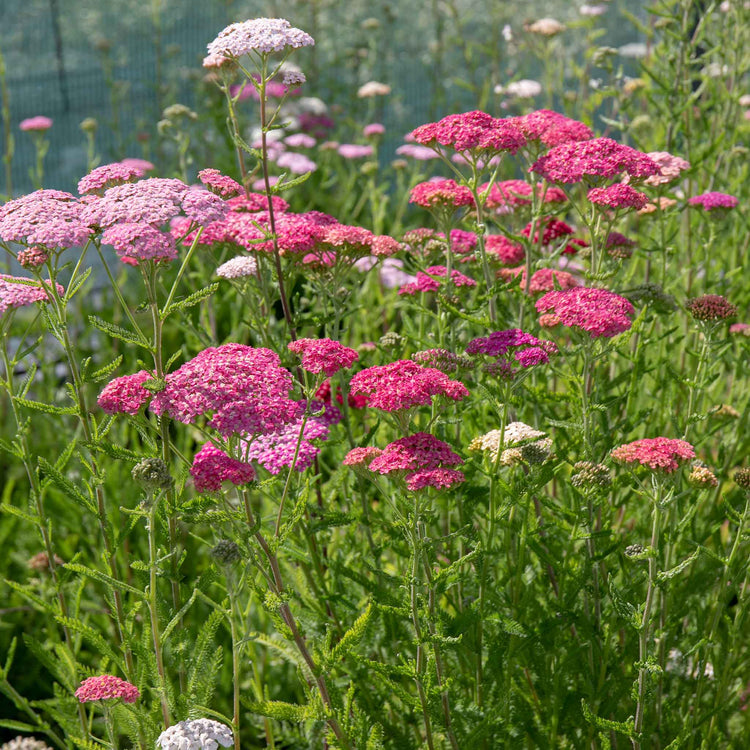 Achillea Plant 'Summer Berries Mixed'