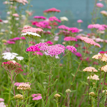 Achillea Plant 'Summer Berries Mixed'