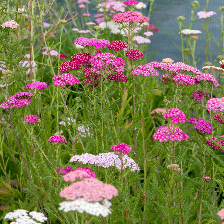 Achillea Plant 'Summer Berries Mixed'