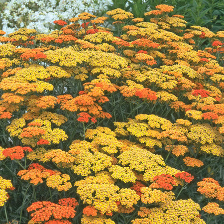 Achillea 'Terracotta'