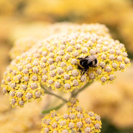 Achillea 'Terracotta'