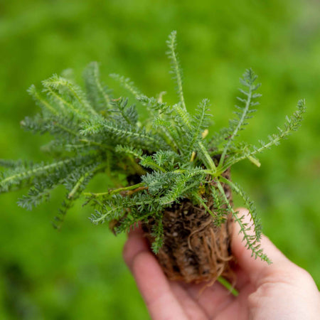 Yarrow Plant 'Colour Burst Red'