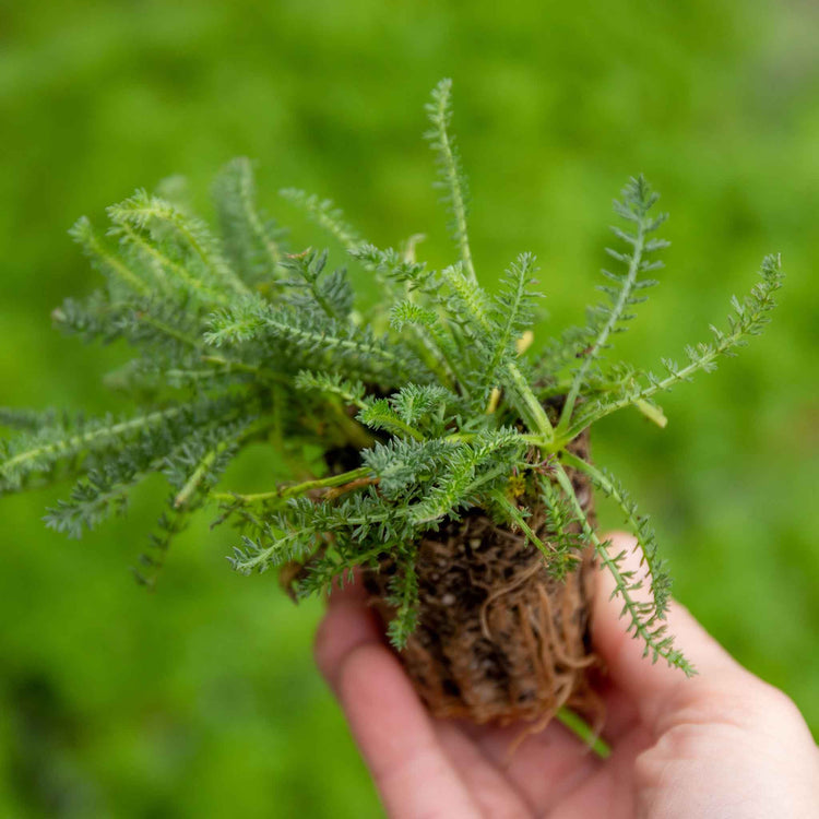 Yarrow Plant 'Colour Burst Red'