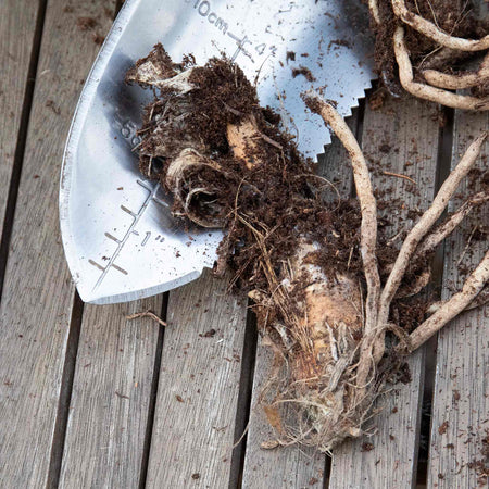 Agapanthus Bare Root 'Blue and White' Mix