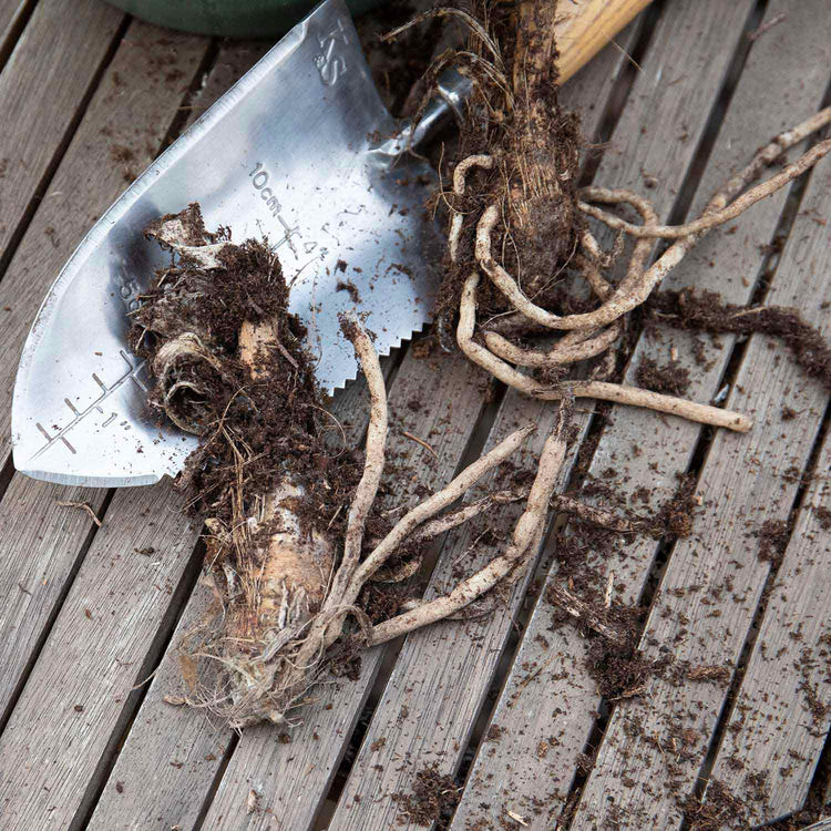 Agapanthus Bare Root 'White'