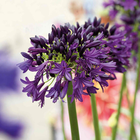 Agapanthus 'Blackjack'