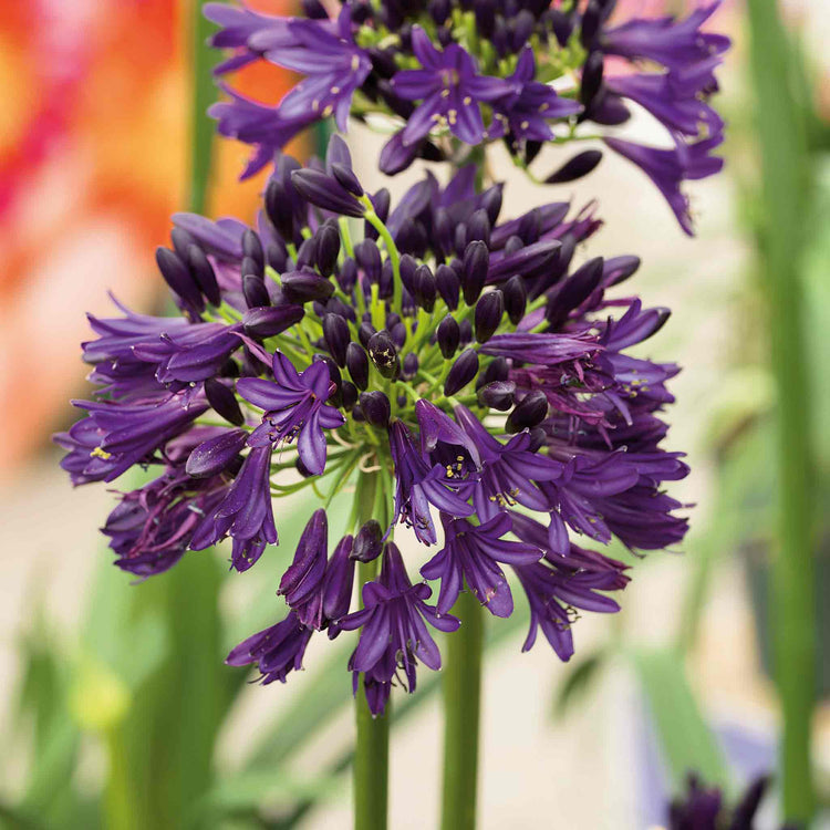 Agapanthus 'Blackjack'