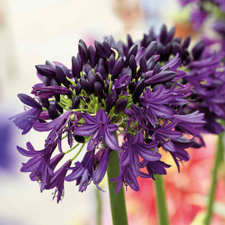 Agapanthus 'Blackjack'
