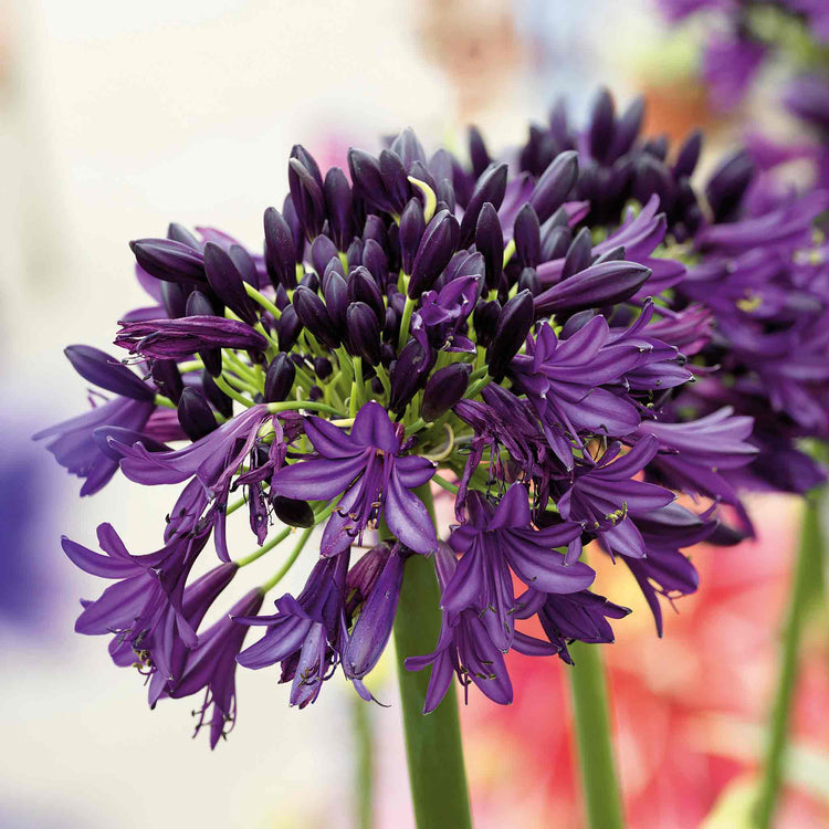 Agapanthus 'Blackjack'