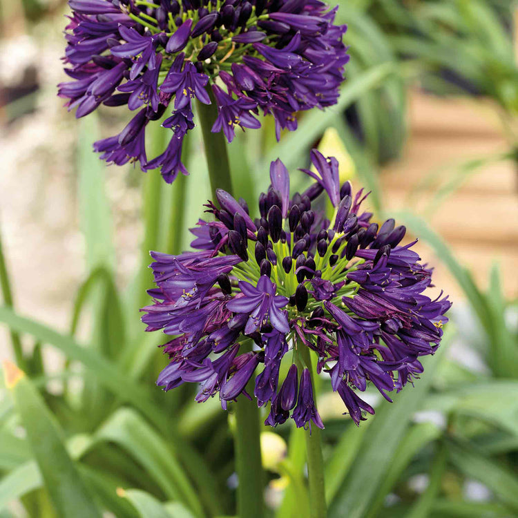 Agapanthus 'Blackjack'