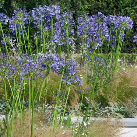 Agapanthus 'Blue'