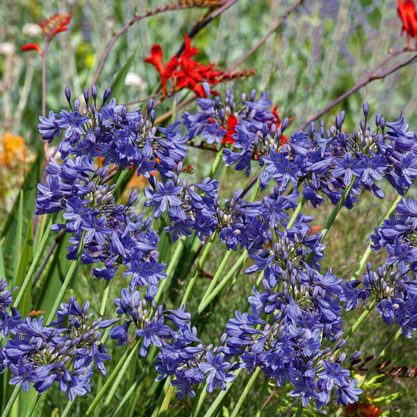 Agapanthus Plant 'Blue'