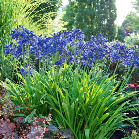 Agapanthus 'Blue'