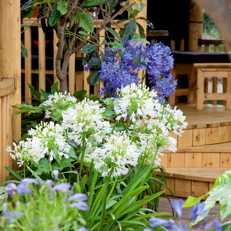 Agapanthus Bare Root 'Blue and White' Mix