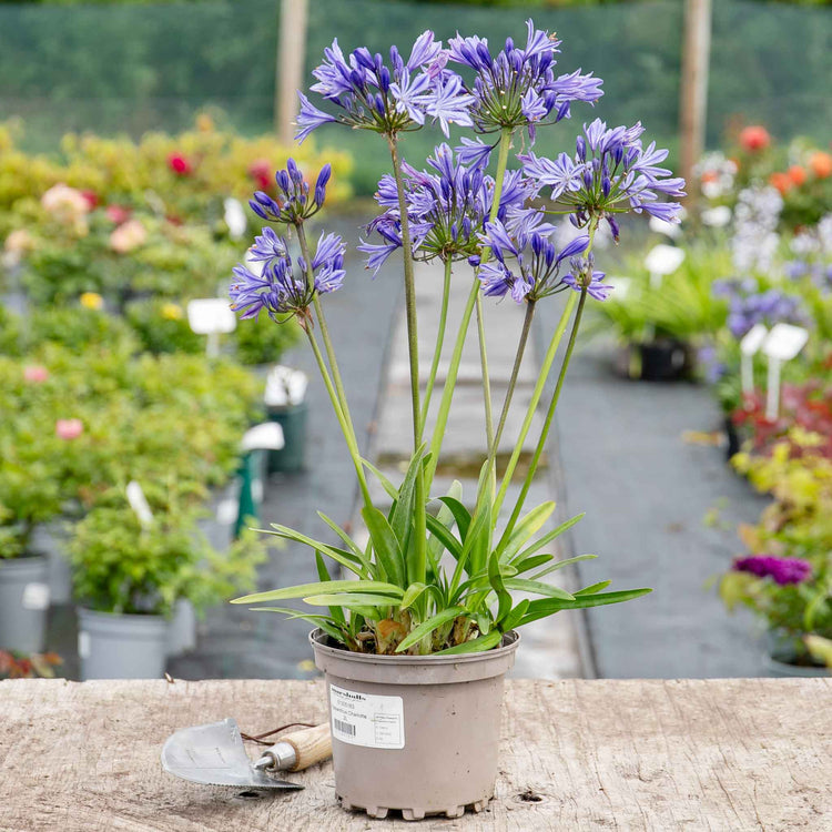 Agapanthus 'Charlotte'