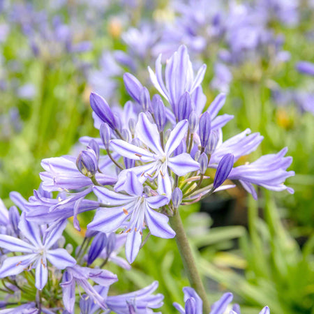 Agapanthus 'Charlotte'