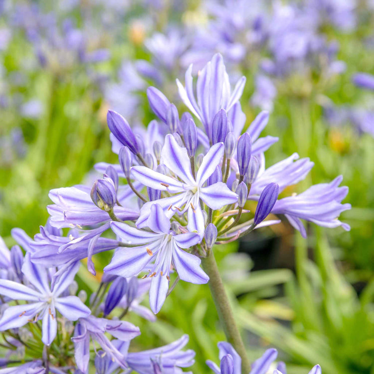 Agapanthus 'Charlotte'