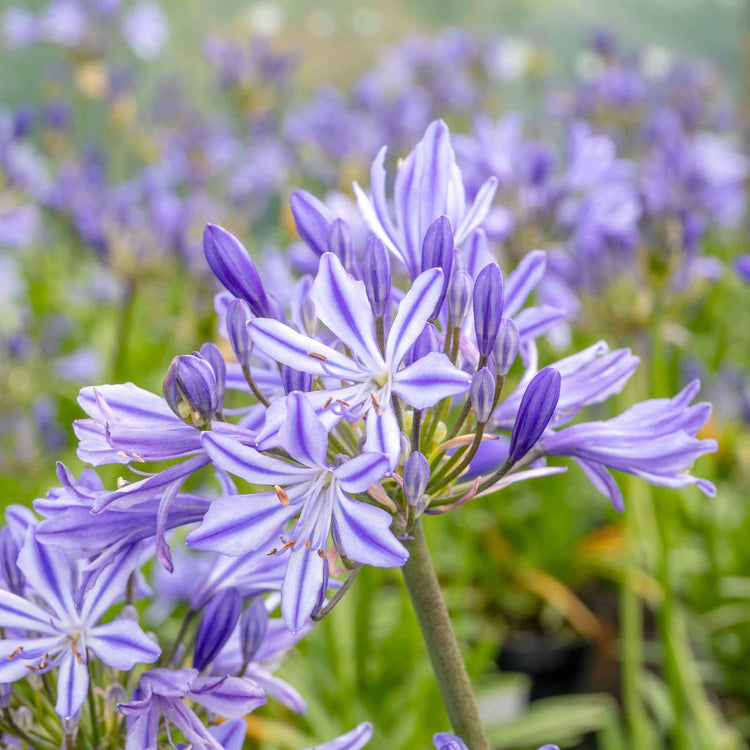 Agapanthus 'Charlotte'