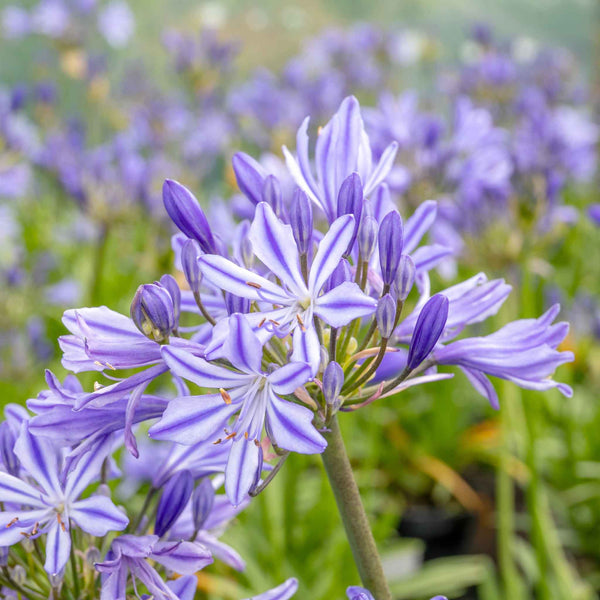 Agapanthus 'Charlotte'