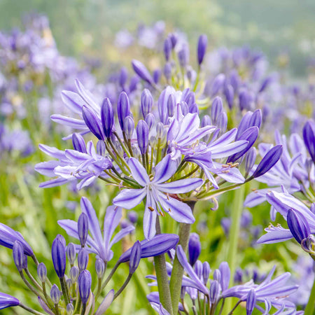 Agapanthus 'Charlotte'