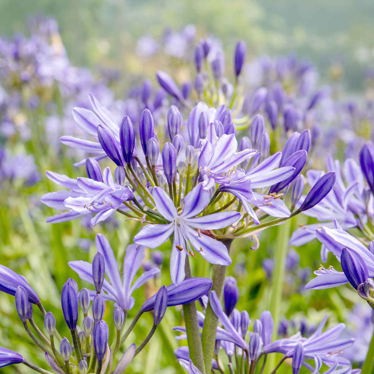 Agapanthus 'Charlotte'