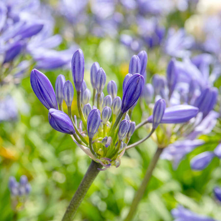 Agapanthus 'Charlotte'