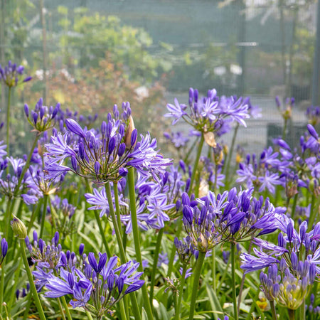 Agapanthus 'Charlotte'