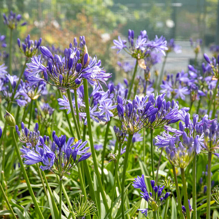Agapanthus 'Charlotte'