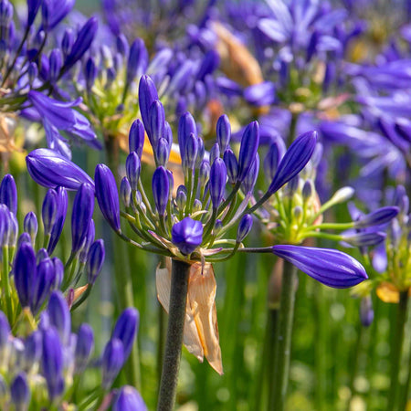 Agapanthus Plant 'Sea Storm'