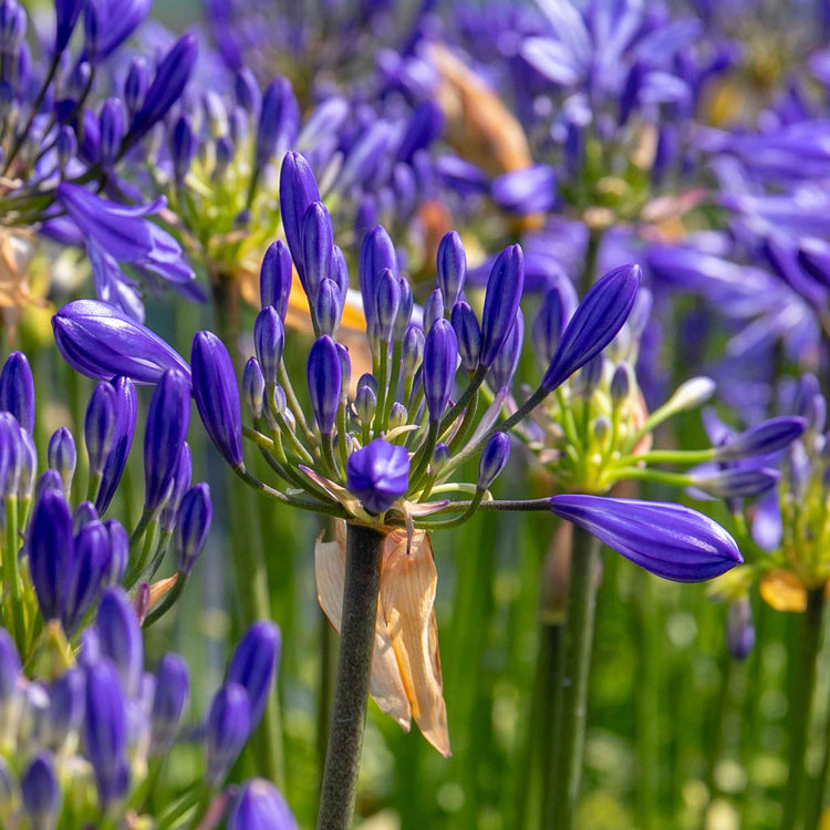 Agapanthus Plant 'Sea Storm'